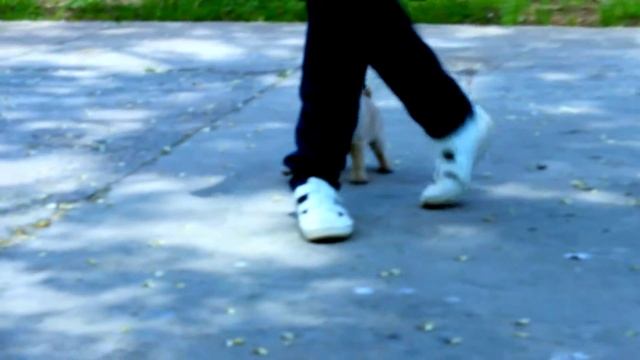 Копия видео "Девченки из питомника BRIGHT BRILLIANT - for sale" смотреть онлайн