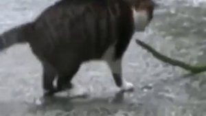 Кошки относятся к змее как к обыденности - кошки нападают на ядовитую зеленую змею