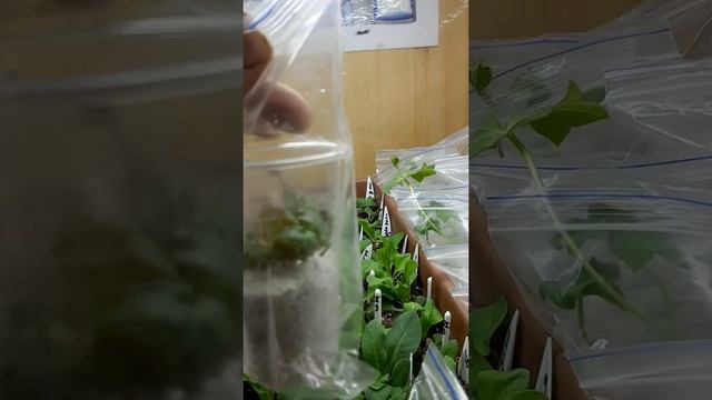 обзор черенков : ампельной , королевской - пеларгонии , амп.бегонии , будры укореняемых в перлите ? смотреть онлайн