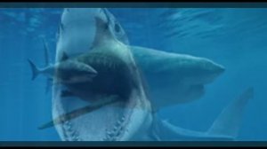Самые страшные акулы