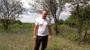 Изольда посеяла фацелию  для пчел. Есть ли смысл?