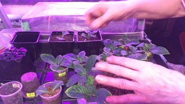 Черенки Сбежавшей невесты в Красном Агровермикулите #черенки,#красныйАгровермикулит#продажа# смотреть онлайн