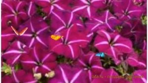 Петуния мультифлора Джоконда Парпл энд Вайт ? обзор: как сажать, семена петунии