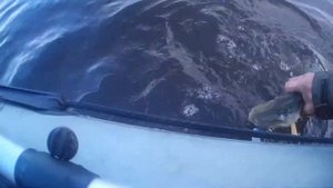 Ловим большого леща.Река Ловать.Рыбалка с физруком.