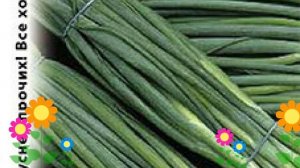 Лук (на зелень Шашлычный). Краткий обзор: Лук описание характеристик, где купить семена