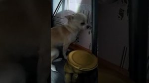 Кто насикал на ковер?! Виноватая чихуахуа.