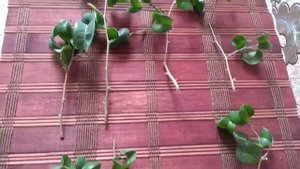 Фикус Барокк или Букле? Черенкование Фикуса.