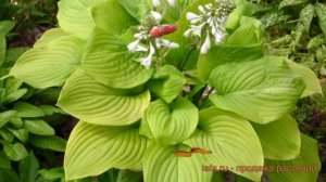 Хоста гибридная Фрайд Бананаз (fried bananas) ? обзор: как сажать, луковицы хосты Фрайд Бананаз