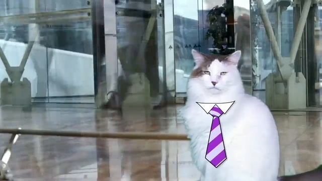 HAPPY BIRTHDAY JUNIOR! - EPIC CAT Happy Birthday Song смотреть онлайн