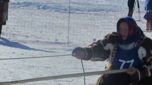 Надым.Гонки на оленях.Соревнования оленеводов.На кубок губернатора Ямала.