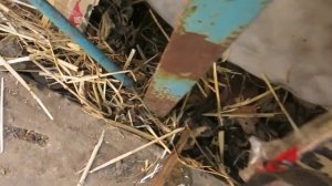 Укрытие инжира на зиму -самый простой способ