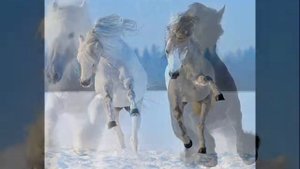 Композитор Лев   Книппер   "Полюшко -поле"       Executor      André Rieu