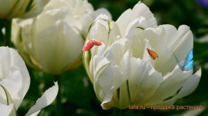 Тюльпан махровый Уайт Маунтин (white mountain) ? обзор: как сажать, луковицы тюльпаны Уайт Маунтин