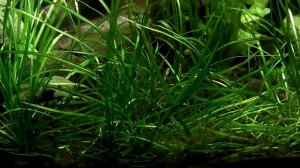 [Аквариум - дешево] Нужен ли биофильтр в травнике? - наглядный ответ на вопрос