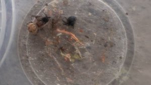 паук кристовик vs каракурт