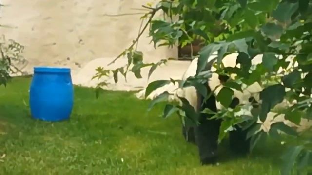 Панды в московском зоопарке: озорник Жуи смотреть онлайн