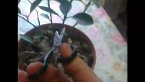 Первая формирующая обрезка Грузинского мандарина (ЗКС) тепличный. Криворожский регион (англ.)