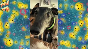 Подборка позитивных видео приколов из интернета | # 11