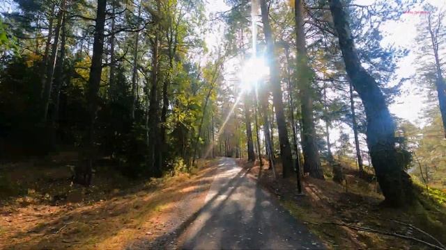 Велопрогулка по шведскому лесу GoPro 9 смотреть онлайн