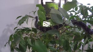 Амурский полоз