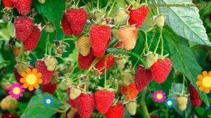 Малина обыкновенная Аделита. Краткий обзор, описание характеристик, где купить rubus idaeus Adelita