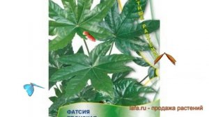 Фатсия японская Фатсия японская ? обзор: как сажать, семена фатсии Фатсия японская