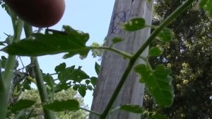 TINY TOMATO WORM EATING LEAVES - NOTE: READ DESCRIPTION