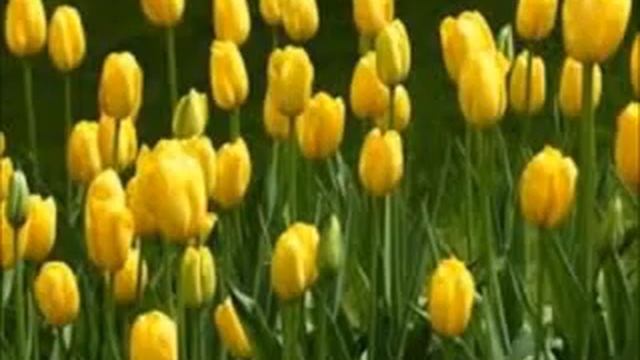 Красивая музыка и картинки ! Татарская песня ! Сөю микән, сағыш микән нидер дулый Изелдә... смотреть онлайн