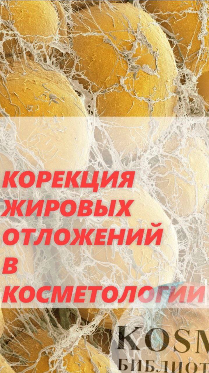 СТУДИЯ «Kosmo БИБЛИОТЕКА»
Коррекция жировых отложений в косметологии