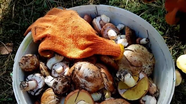 ЛЕСНАЯ ИДИЛЛИЯ. БОЛЬШОЙ УРОЖАЙ МАСЛЯТ.СОБИРАЮ ГРИБЫ ОТДЫХАЮЧИ смотреть онлайн