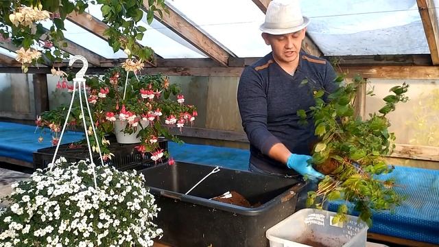 Сохраняем фуксию зимой! Несколько способов сохранять Фуксию!  Фуксия на штамбе.