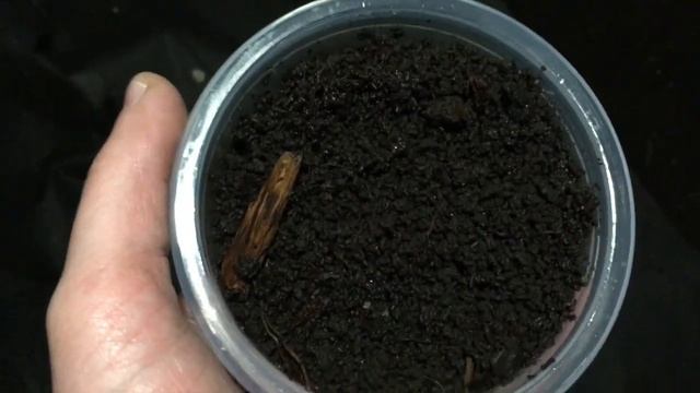 Дендробена. Хранение червя 30 дней. смотреть онлайн