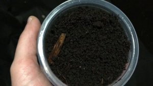 Дендробена. Хранение червя 30 дней.