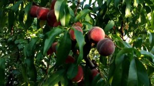 Самый ранний персик в Волгоградской области 2 июля 2021