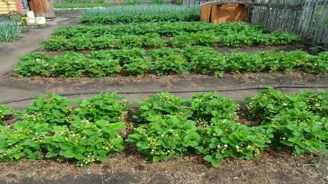 Весенняя ПОСАДКА ЗЕМЛЯНИКИ садовой и уход смотреть онлайн