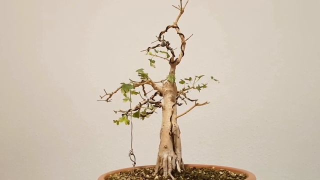 Bonsai acer campestre - Feldahorn since July 2021 смотреть онлайн
