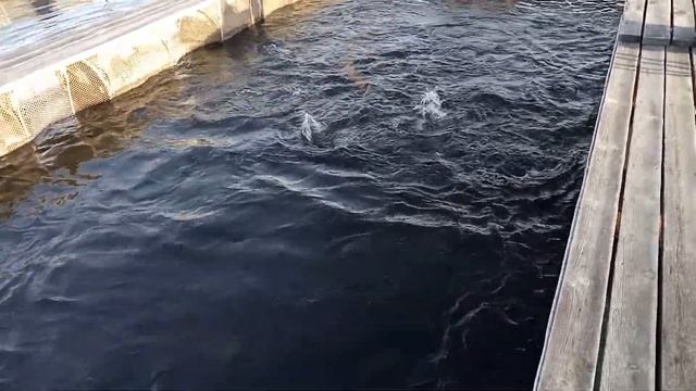 Кормление двухлеток форели.