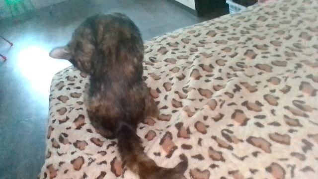 мои домашние животные