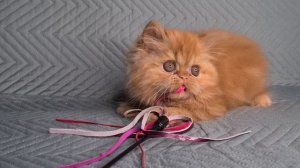 Рыжая персидская кошка Чара