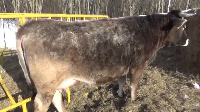 Нетели на "взводе"...Телята от быка породы лимузин и костромской породы коров(скрещивание).