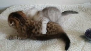 Все котята которых родила Кошка Хлоя за 6 лет \ Сборник видео про котят