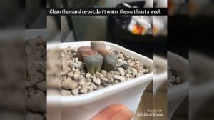 Lithops Care - Lithops problems and how to solve it