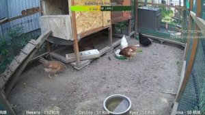 Курятник. Жизнь в курятнике. Можно покормить онлайн. Chicken coop stream. Online feed