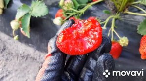 Клубника Сандра. Сорт бомба - красавица, трудяжка и вкусняшка.