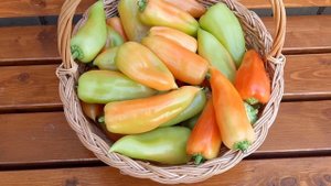 Подкормка перца после сбора первого урожая