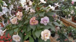 Ахименес Lena Vera