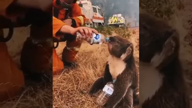 австралийский пожарный спасает коалу