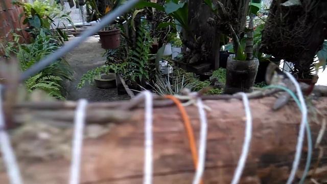 Dendrobium pierardii ou aphyllum de fácil multiplicação смотреть онлайн