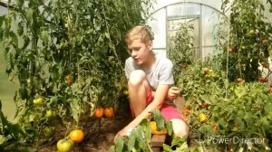 Самый вкусный гибрид томата! Сокровище инков!