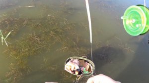 Ловля крупного карася на мелководье